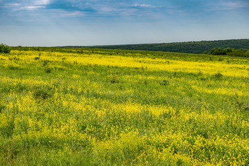 rural, landscape, distance, expanse, terrain, meadows, herbs, trees, meadow, flowers, plants, flora, blue, sky, white, clouds, beauty