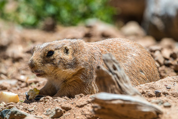 Prairie dog
