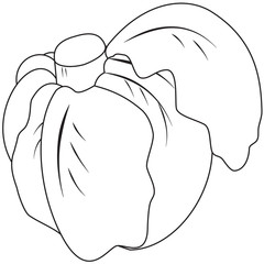 Contour head cabbage