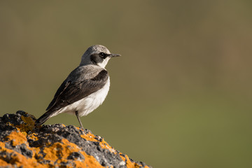 Stunning bird photo. Northern wheatear / Oenanthe oenanthe