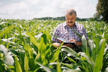 Adult farmer checking plants on his farm. agronomist holds tablet in the corn field and examining crops. Agribusiness concept. agricultural engineer standing in a corn field with a tablet.