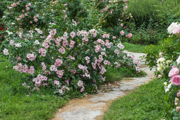 Bushes of pink roses along the path in the park