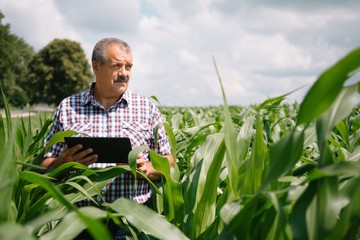Adult farmer checking plants on his farm. agronomist holds tablet in the corn field and examining...