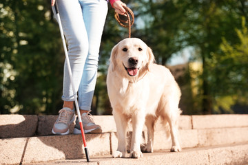 Guide dog helping blind person with long cane going down stairs outdoors