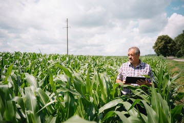 Adult farmer checking plants on his farm. agronomist holds tablet in the corn field and examining crops. Agribusiness concept. agricultural engineer standing in a corn field with a tablet.