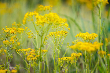 Yellow Wildflowers