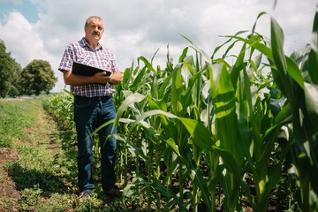 Adult farmer checking plants on his farm. agronomist holds tablet in the corn field and examining crops. Agribusiness concept. agricultural engineer standing in a corn field with a tablet.