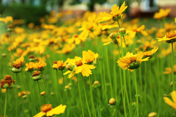 Obraz premium Field of amazing summer flowers. Beautiful nature