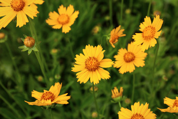 Fototapeta premium Field of amazing summer flowers. Beautiful nature