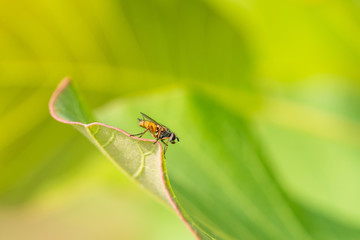 Small cute fly on a leaf