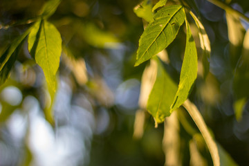 Fototapeta na wymiar Close up of green leaves in the sunlight