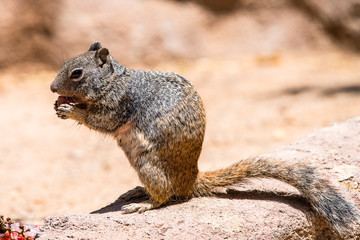 Ground squirrel 