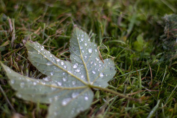Water drops on a leaf lying in the grass