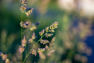 Close up of grass in the evening light