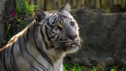 Portrait of a white tiger.