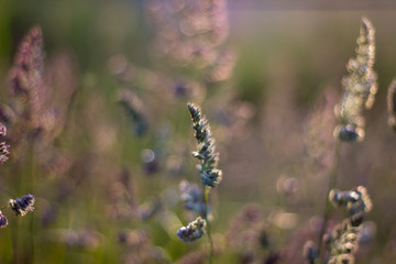 Close up of grass in the evening light