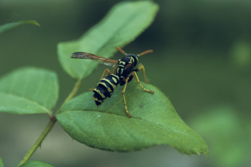A dangerous wasp sits on a leaf of a flower in a recreation park.