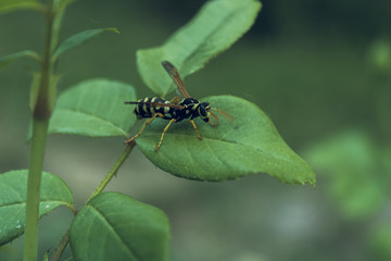 A dangerous wasp sits on a leaf of a flower in a recreation park.