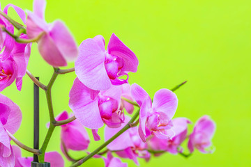 Fototapeta na wymiar pink orchid flower close up
