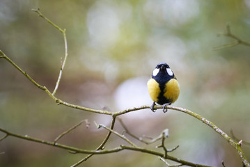 Great tit (Parus major) sitting on a branch	