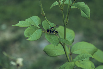 A dangerous wasp sits on a leaf of a flower in a recreation park.