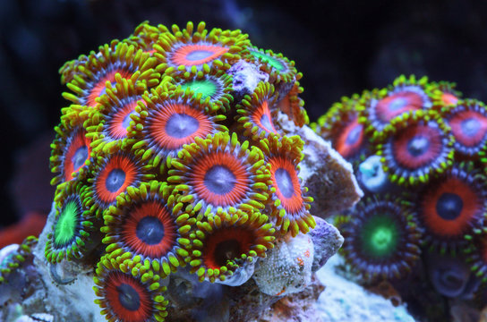 Underwater world. Macro. Beautiful, with bright coloring Zoanthus coral.