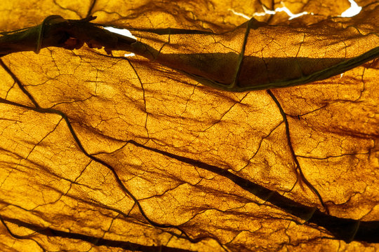 Dry Tobacco Leaf Close-up Macro