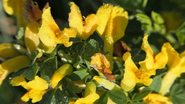 Yellow broom flowers.