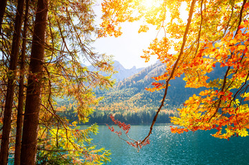 Obrazy na Plexi  Żółte jesienne drzewa na brzegu jeziora w Alpach, Austria. Piękny jesienny krajobraz