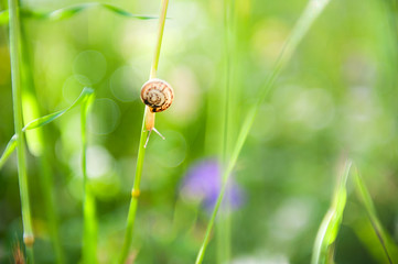 Little snail on the green grass in the morning sunlight. Macro image. Beautiful summer nature background © smallredgirl