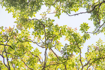 Green leaf on sky background in the garden using as background,fresh leaves wallpaper concept.