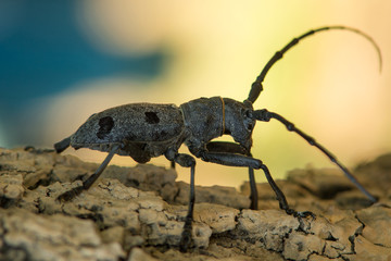 Close up side view of a black spotted pine sawyer beetle (Monochamus Galloprovincialis).