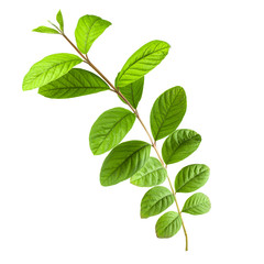 Fototapeta premium branch of guava leaves isolated on white