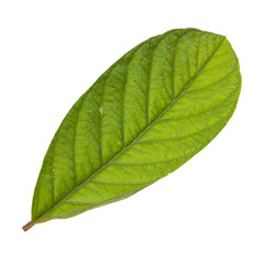 leaf of guava isolated on white background