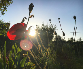garten wiese im Sonnenuntergang