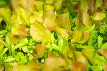 fresh salad lettuce texture background