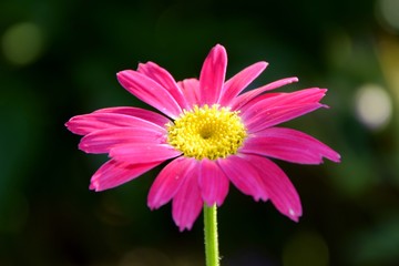 Bright pink daisy in the garden close-up