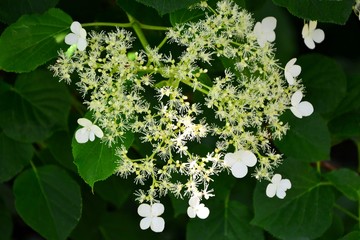 Flowers of climbing hydrangea in the garden close-up.