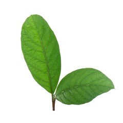 Fototapeta premium two leaves of guava isolated on white background