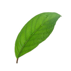Fototapeta na wymiar leaf of guava isolated on white background