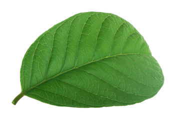 leaf of guava isolated on white background