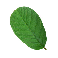 Obraz premium leaf of guava isolated on white background