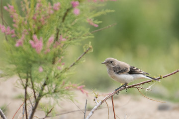 Stunning bird photo. Finsch's wheatear / Oenanthe finschii. Armenia