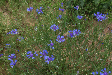 medicinal plants - cornflower Blue Centaurea cyanus . Blue wildflowers blooming in the wild. Cornflower is a symbol of Belarus.