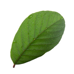 leaf of guava isolated on white background