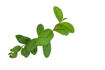 branch of guava leaves isolated on white