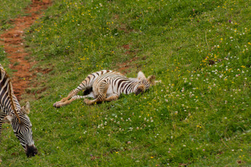 herd of zebras grazing on a green meadow