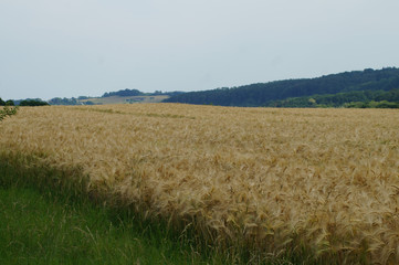 Getreidefeld in Mülheim Mintard