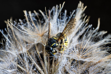 A wasp on a faded dandelion.