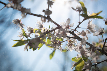 blossoms flight